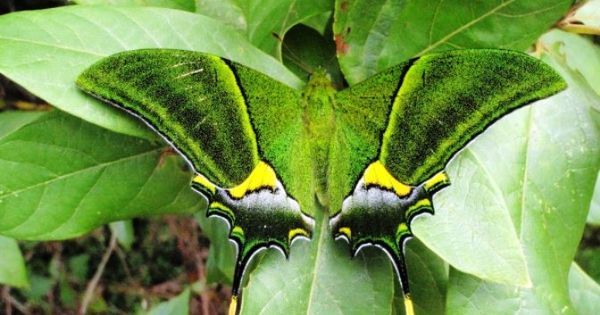 Borboleta do Gênero Teinopalpus