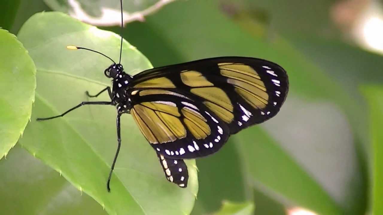 Borboleta do Manacá: Caracteristicas, Nome Cientifico e Fotos