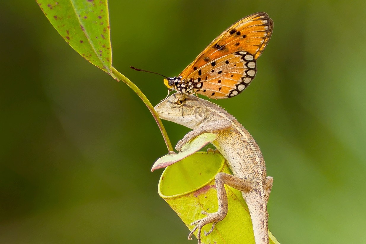 Borboleta em Cima de um Lagarto 