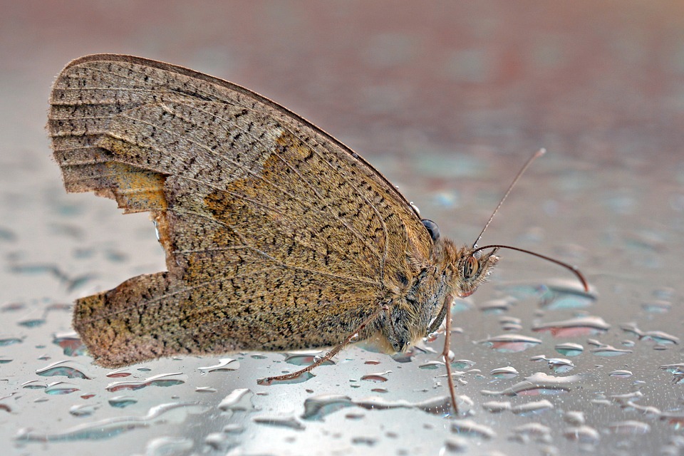 Borboleta na Chuva 