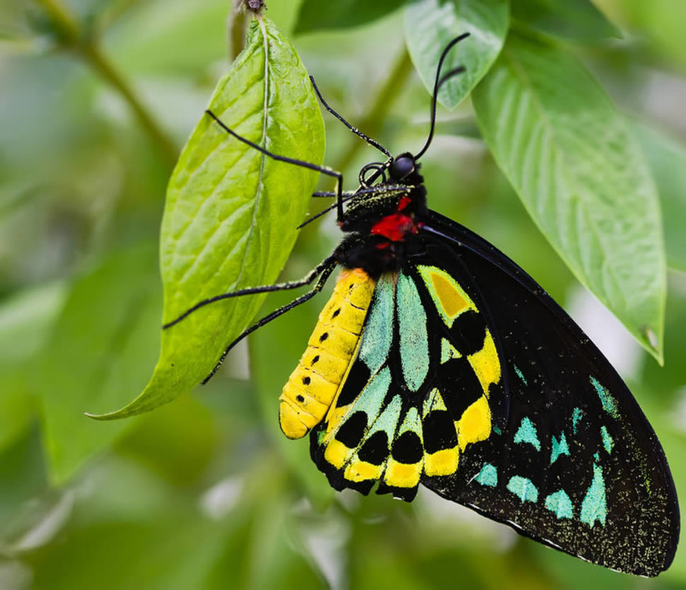 Borboleta na Folha 