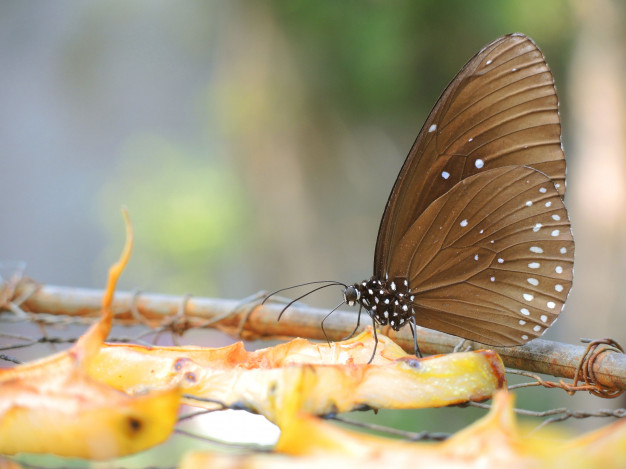 Borboleta na Fruta 