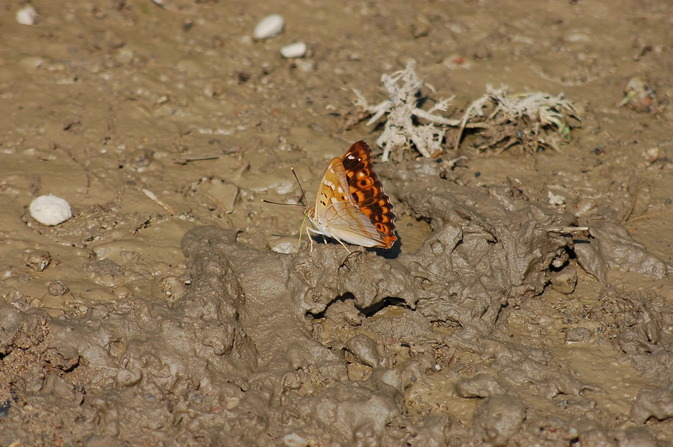 Borboleta na Lama 