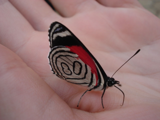 Borboleta na Mão de uma Pessoa