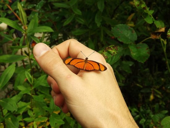 Borboleta na Mão 