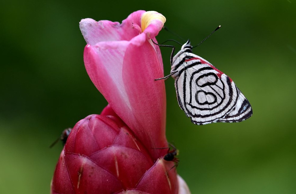 Borboleta se Alimentando 