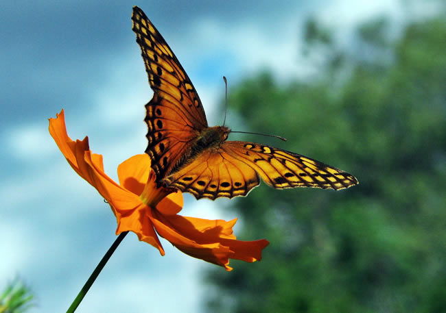 Borboleta se Alimentando 