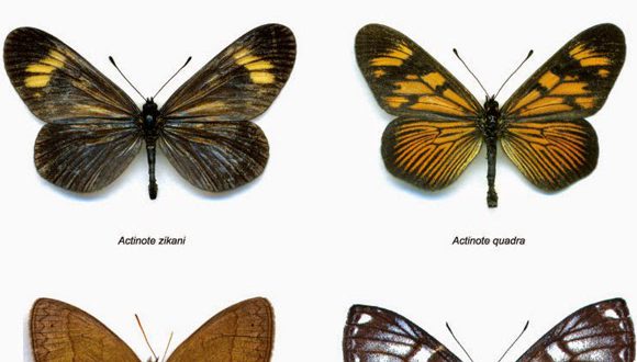 Qual a Diferença entre Borboleta e Mariposa? | Mundo Ecologia
