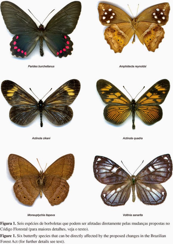 Borboletas E Mariposas