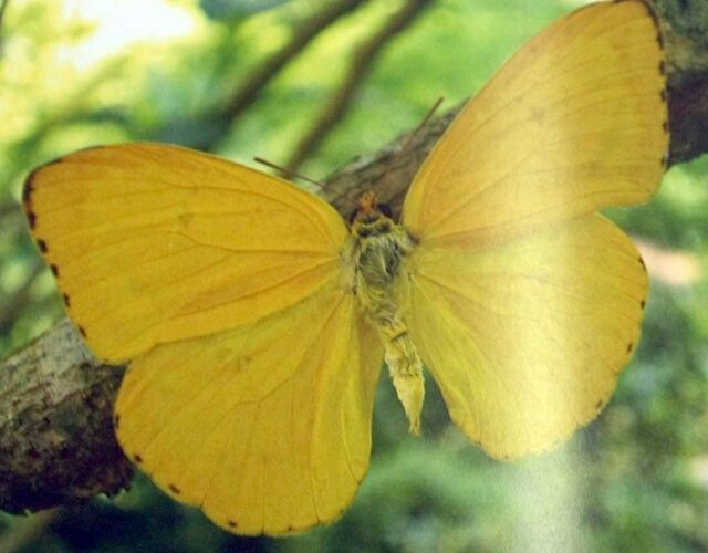 Borboletas Pieridae