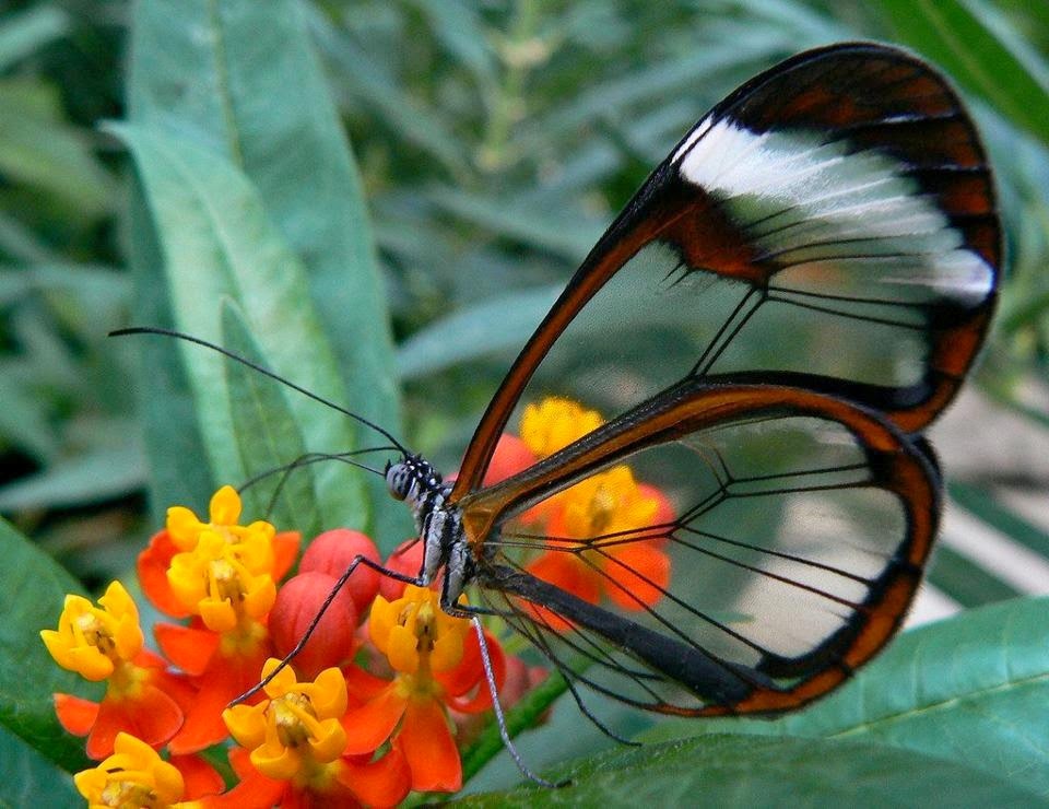 Borboletas Polinizam Plantas