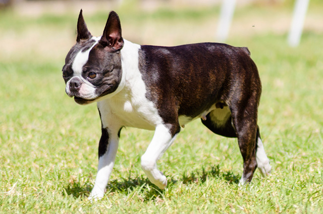 Boston Terrier