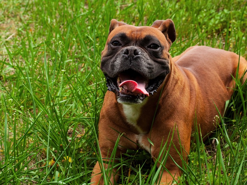 Boxer na Grama 