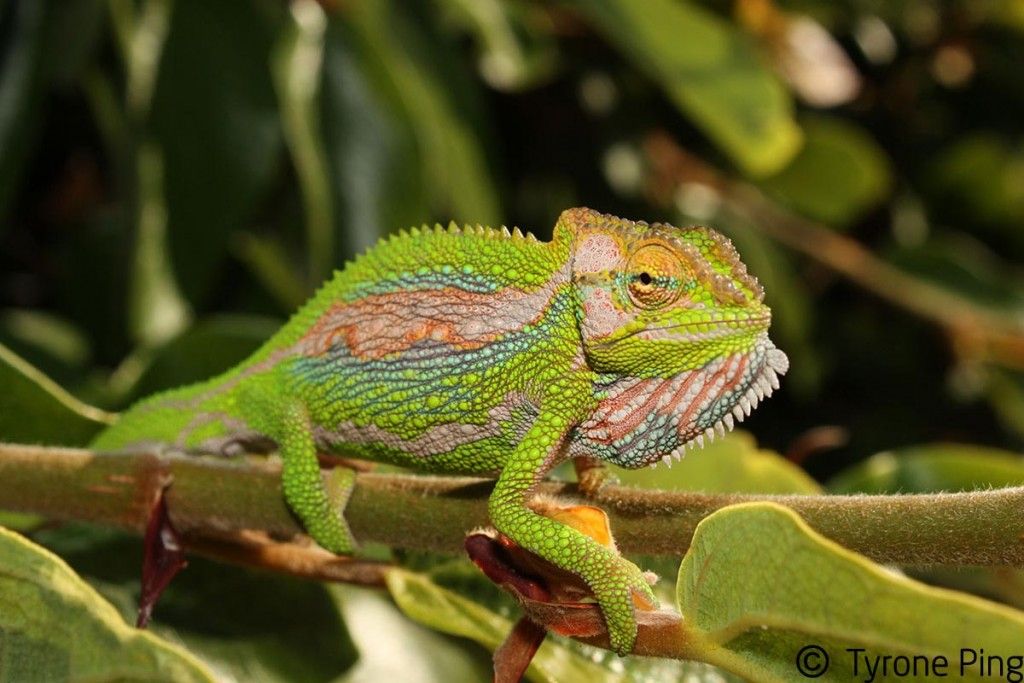 Bradypodion Pumilum Andando no Galho 