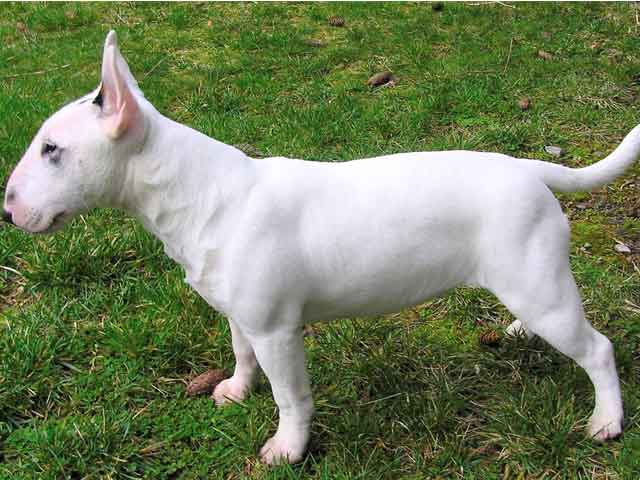 Bull Terrier Branco