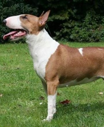 Bull Terrier Fulvo