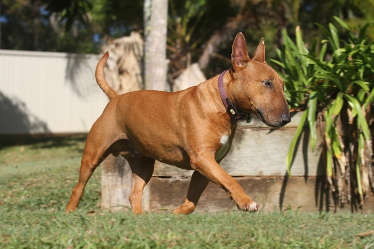 Bull Terrier Vermelho