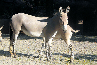 Burro Africano