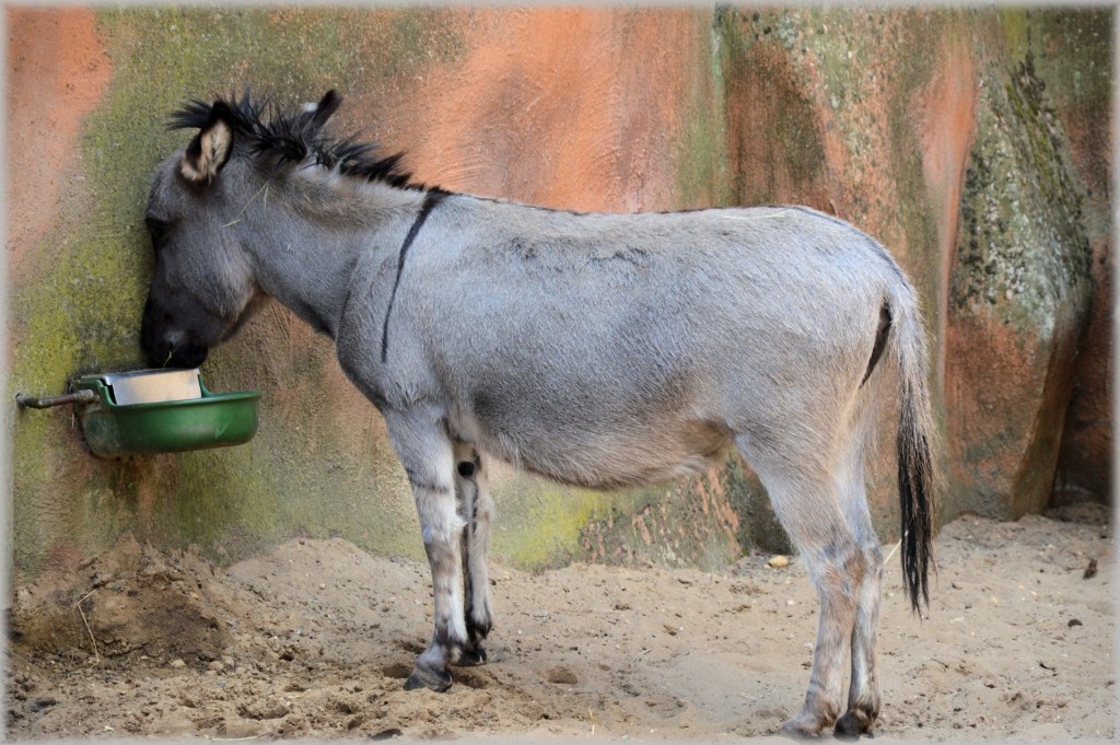 Burro-Andaluz se Alimentando 