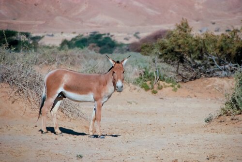 Burro Asiático