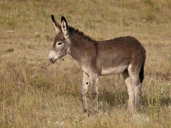Burro Equus Asinus