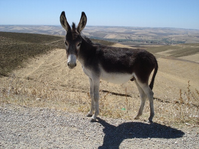 Burro Marroquino