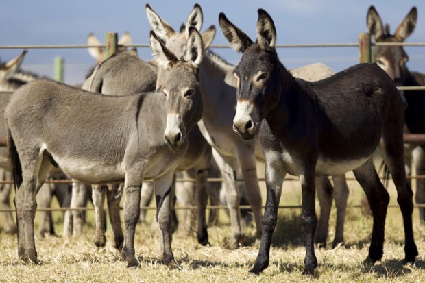 Burros Selvagens