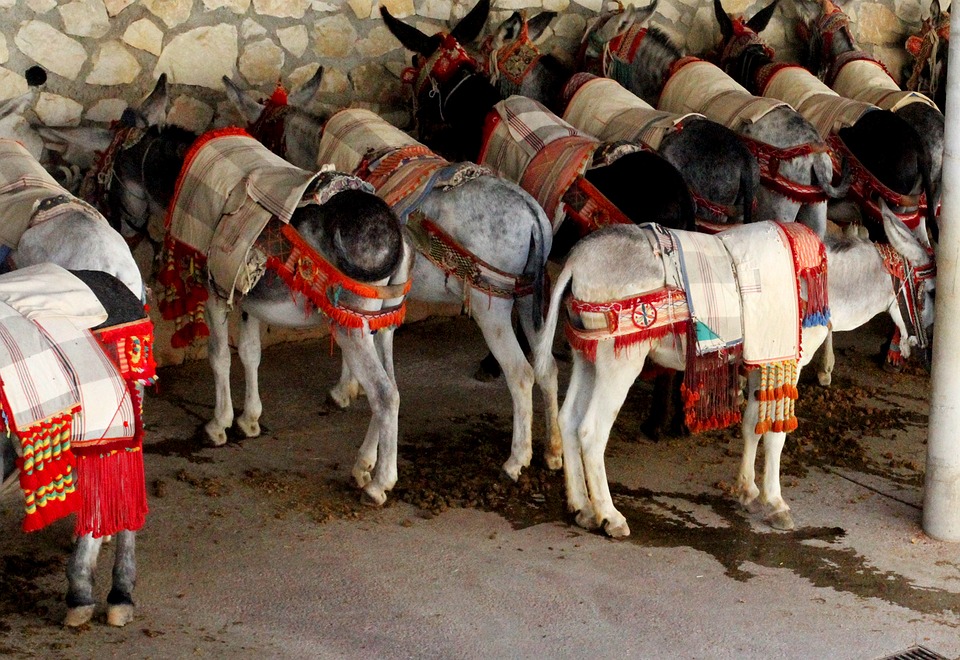 Burros de Carga na Espanha 