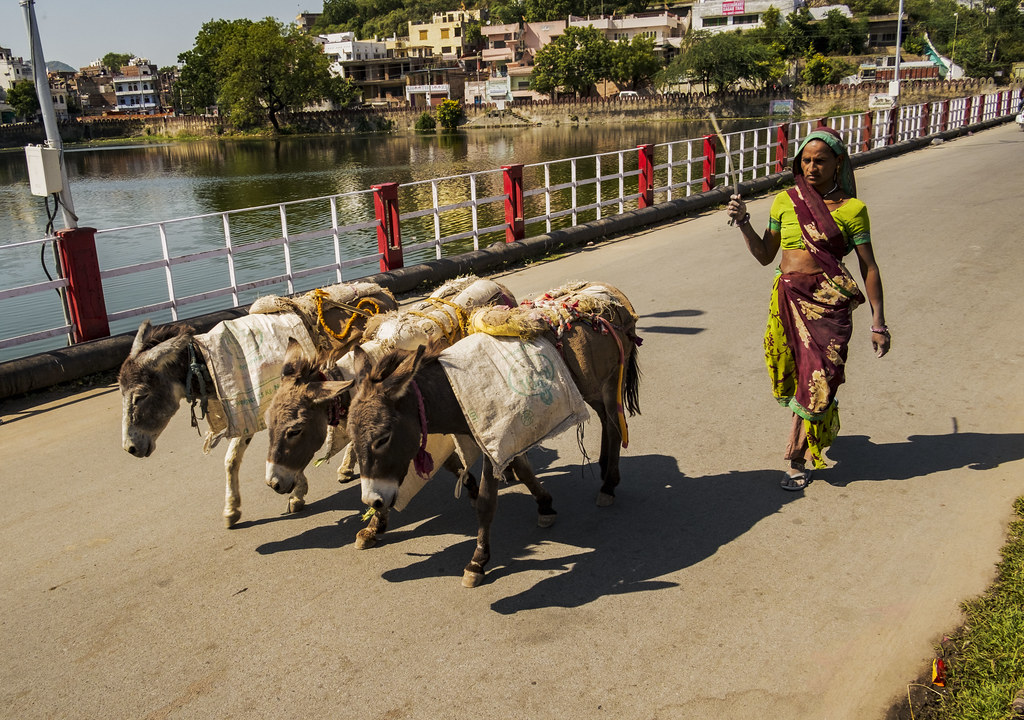 Burros na Índia 