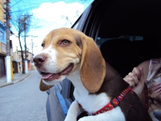 Cachorro Beagle Passeando de Carro