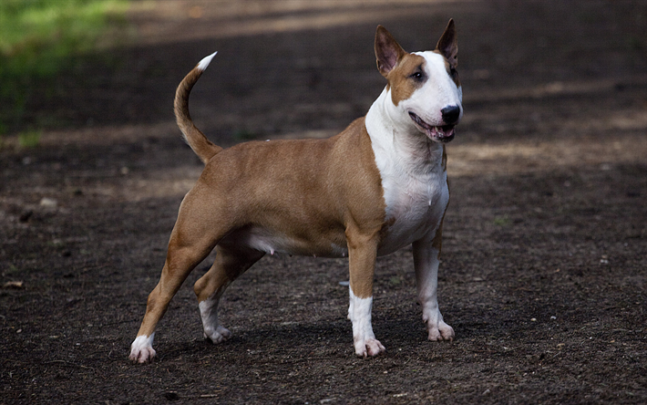 Cachorro Bull Terrier Marrom 