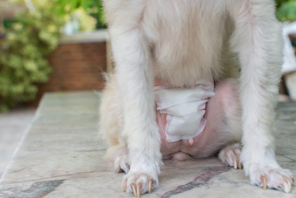 Cachorro Castrado