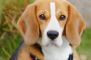 Cachorro Criado em Laboratório - Beagle