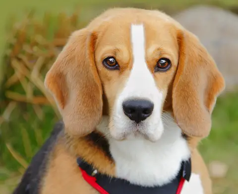 Cachorro Criado em Laboratório - Beagle 