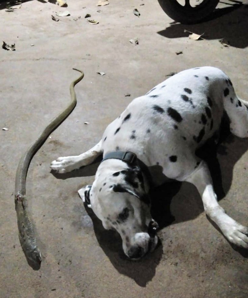 Cachorro Envenenado 