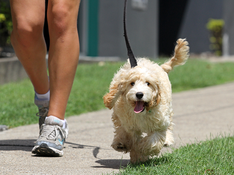 Cachorro Poodle Passeando com seu Dono