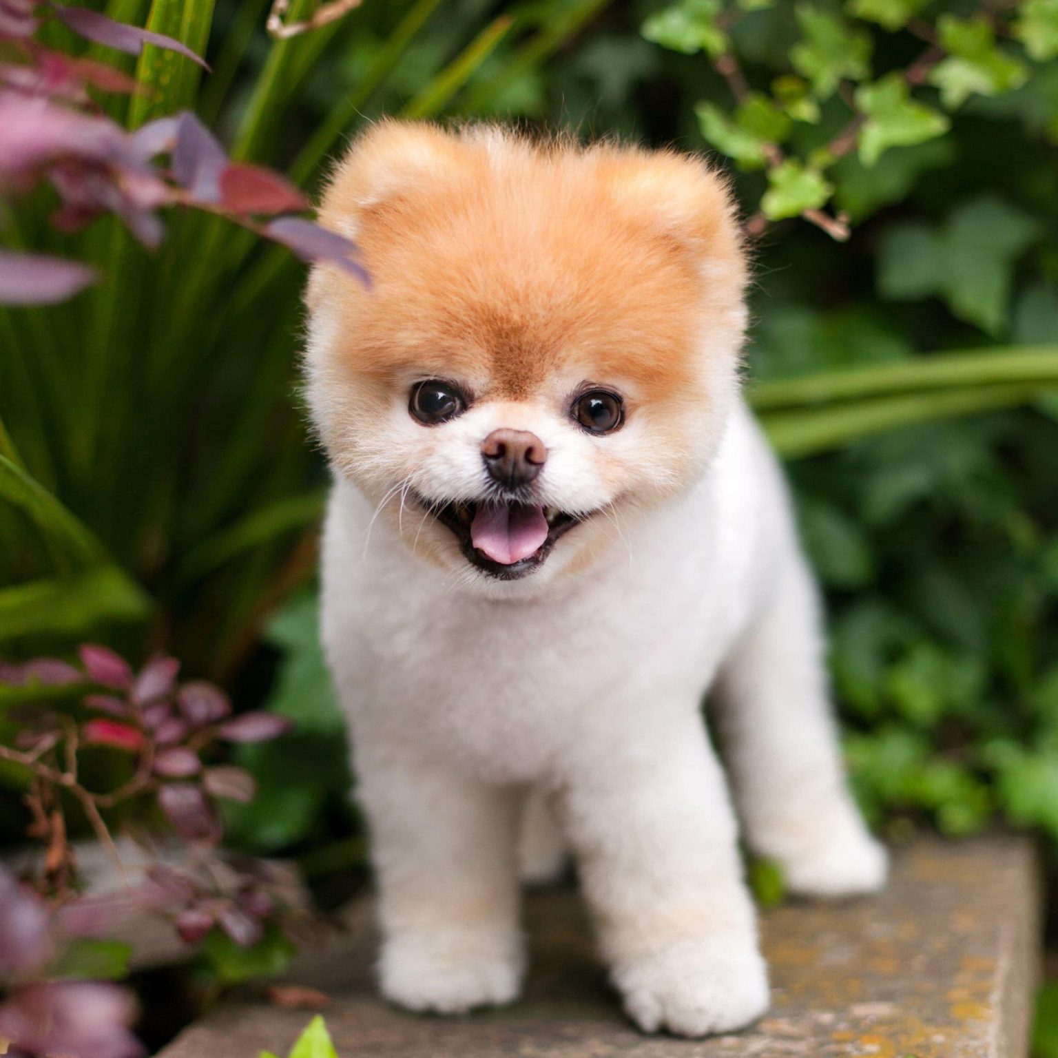 Qual é a Raça do Cachorro Mais Fofo do Mundo? | Mundo Ecologia
