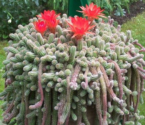 Tipos De Cactos Que Florescem: Quais São? Fotos E Dados | Mundo Ecologia