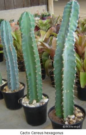 Cacto Cereus