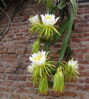 Cacto Dama da Noite: Características, Como Cultivar e Fotos | Mundo Ecologia