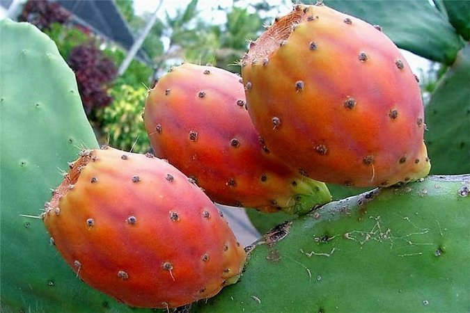Cacto Figueira Da ndia Caracter sticas Como Cultivar E Fotos Mundo 