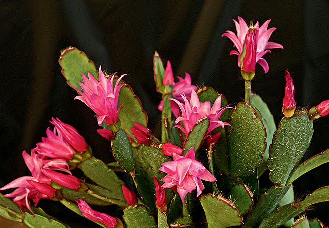 Cacto Flor de Outubro: Caracteristicas, Como Cultivar e Fotos | Mundo  Ecologia