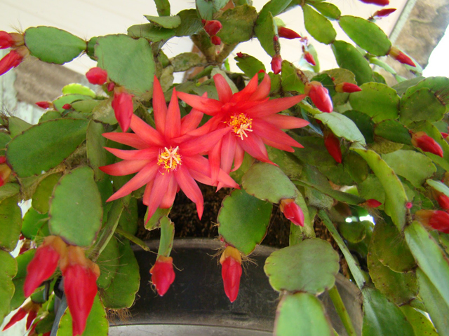 Cacto Flor de Outubro: Caracteristicas, Como Cultivar e Fotos