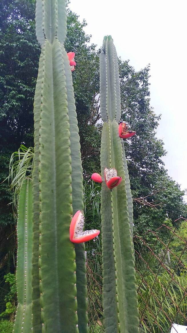 Cacto Mandacaru: Características, Como Cultivar e Fotos | Mundo Ecologia