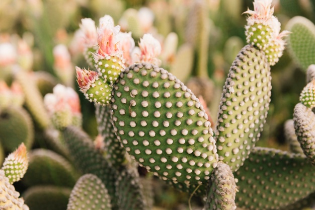 Cacto Pera ou Nopal: Características, Como Cultivar e Fotos