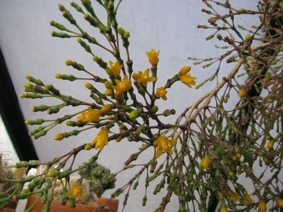 Cacto Rhipsalis De Flor Amarela: Características, Cultivo E Fotos | Mundo  Ecologia