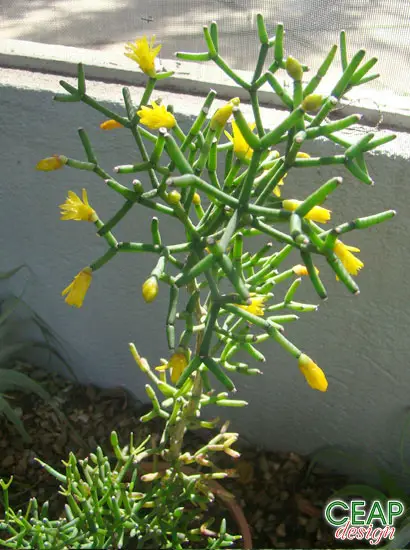 Cacto Rhipsalis De Flor Amarela: Características, Cultivo E Fotos | Mundo  Ecologia