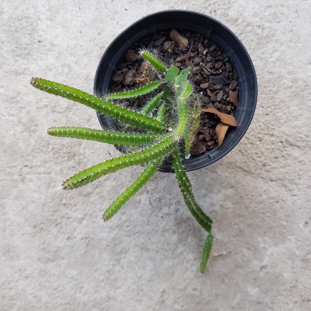 Cacto Samambaia: Características, Como Cultivar e Fotos | Mundo Ecologia