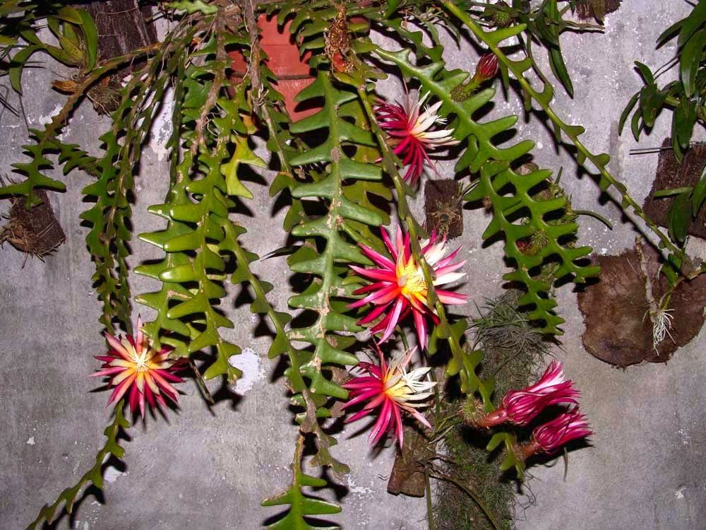 Cacto Sianinha: Características, Como Cultivar e Fotos