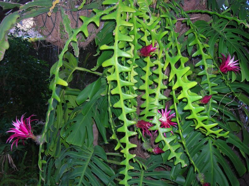 Cacto Sianinha: Características, Como Cultivar e Fotos | Mundo Ecologia